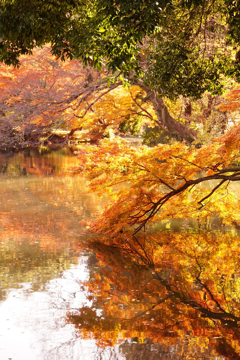 <レンズお試し>秋を庭園で楽しむ～新宿の森編～