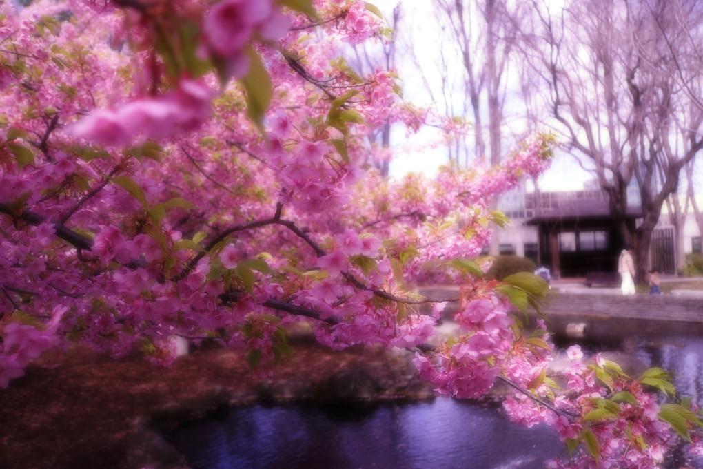 Kawazu Sakura