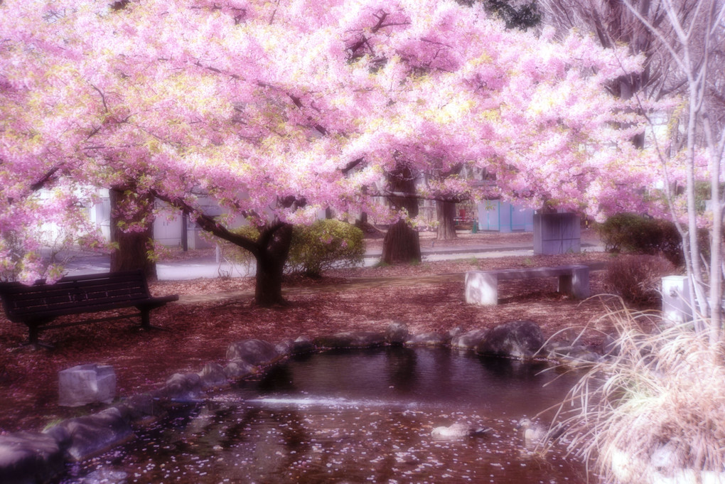 Kawazu Sakura