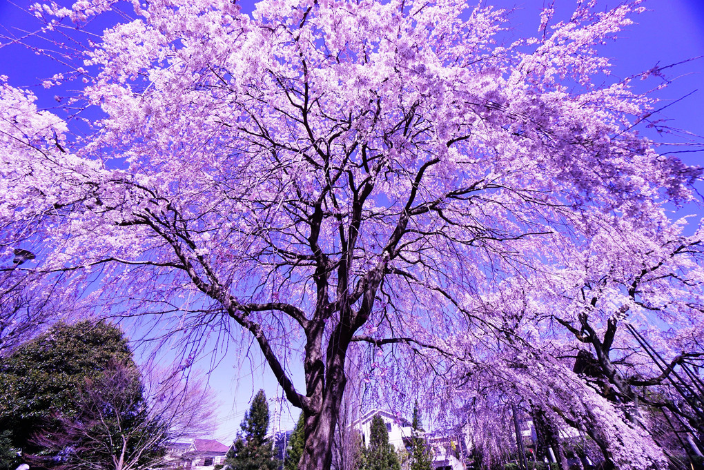 青空の下の枝垂桜
