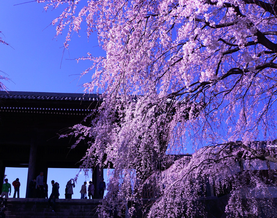 青空の下の枝垂桜