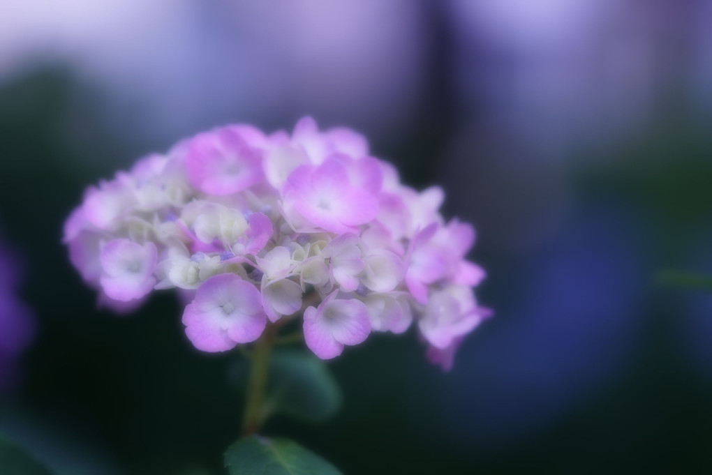 梅雨の季節　紫陽花