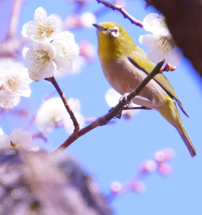 春よ来い♪