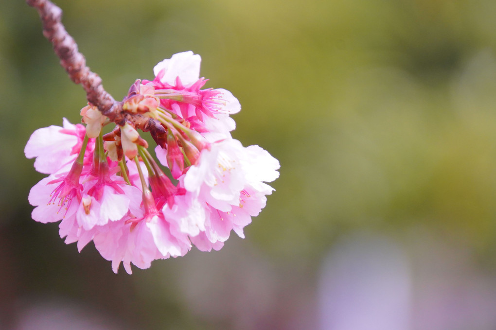 春を感じる日比谷公園を歩く