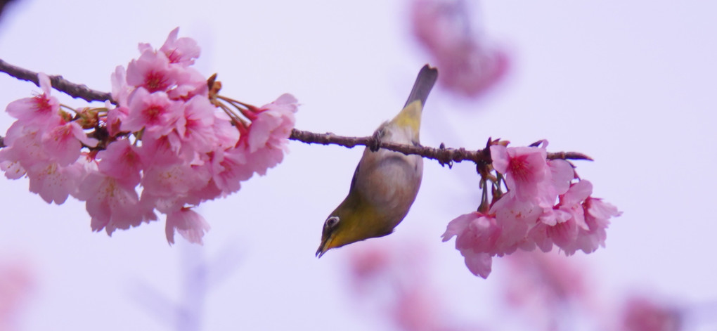 春を感じる日比谷公園を歩く