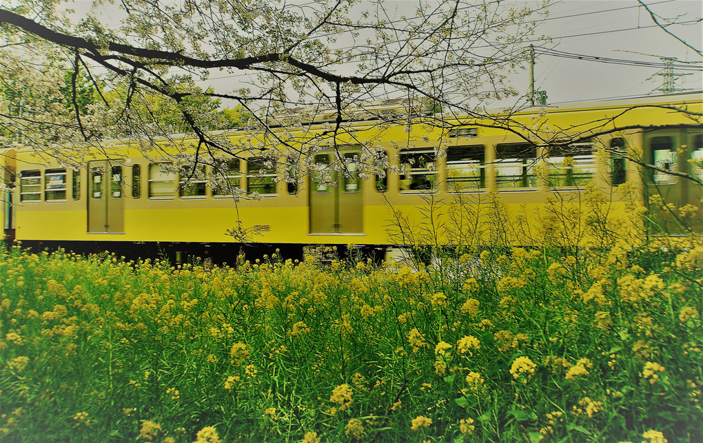 電車と桜と菜の花