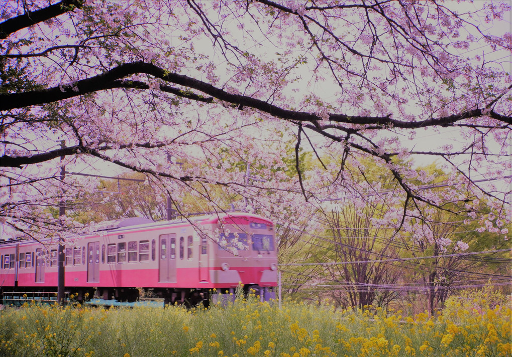電車と桜と菜の花
