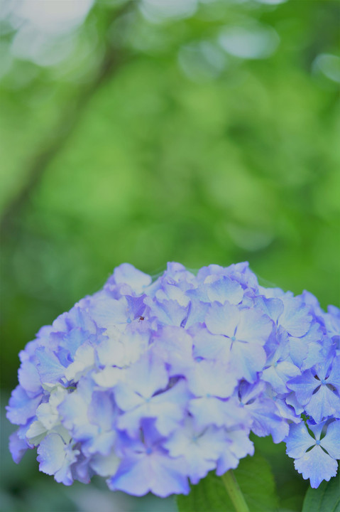 京王フローラルガーデンアンジェの初夏のお花たち