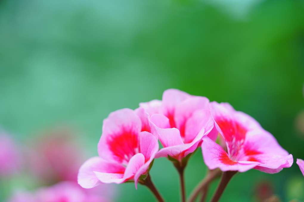 京王フローラルガーデンアンジェの初夏のお花たち