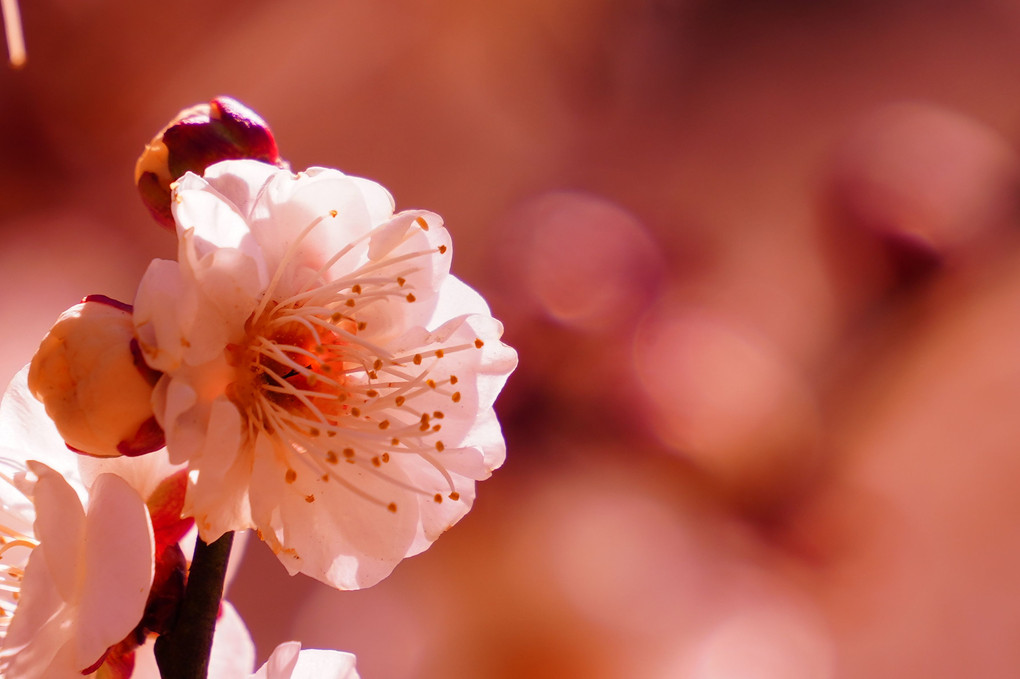 梅の花が咲いた