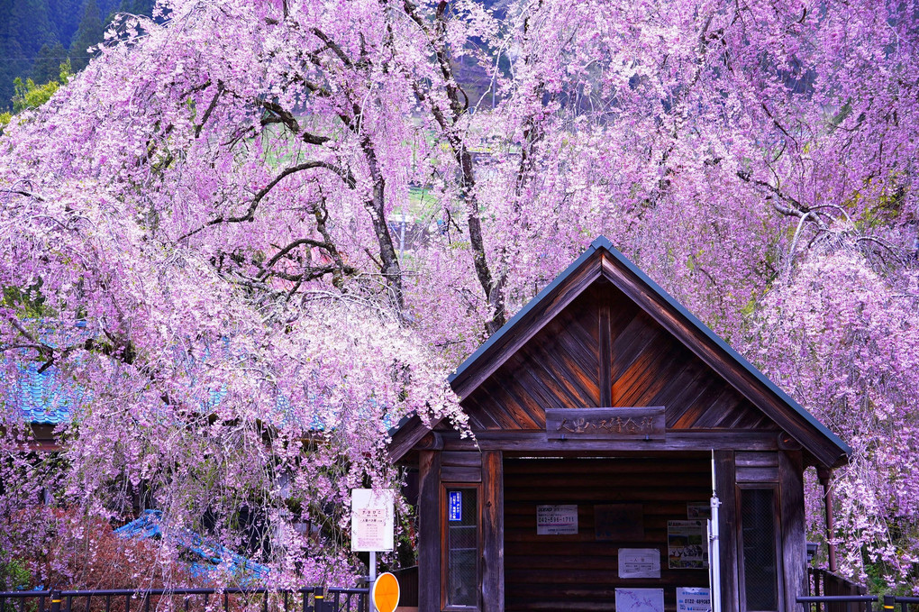 最後の桜　東京檜原さくら巡りドライブツアー 