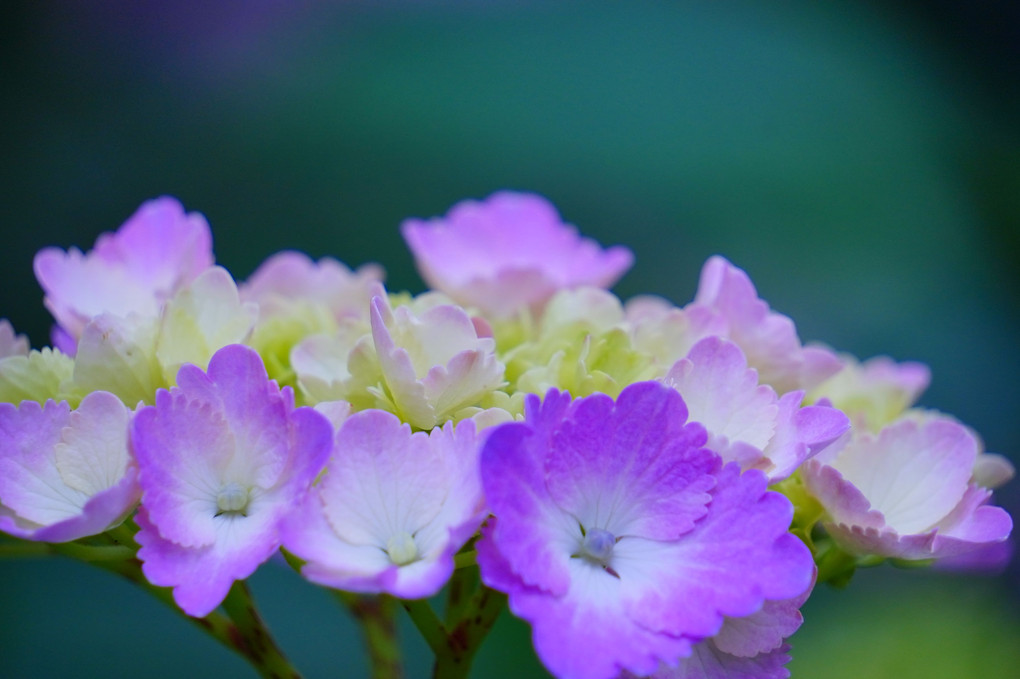 紫陽花と蓮とお月様