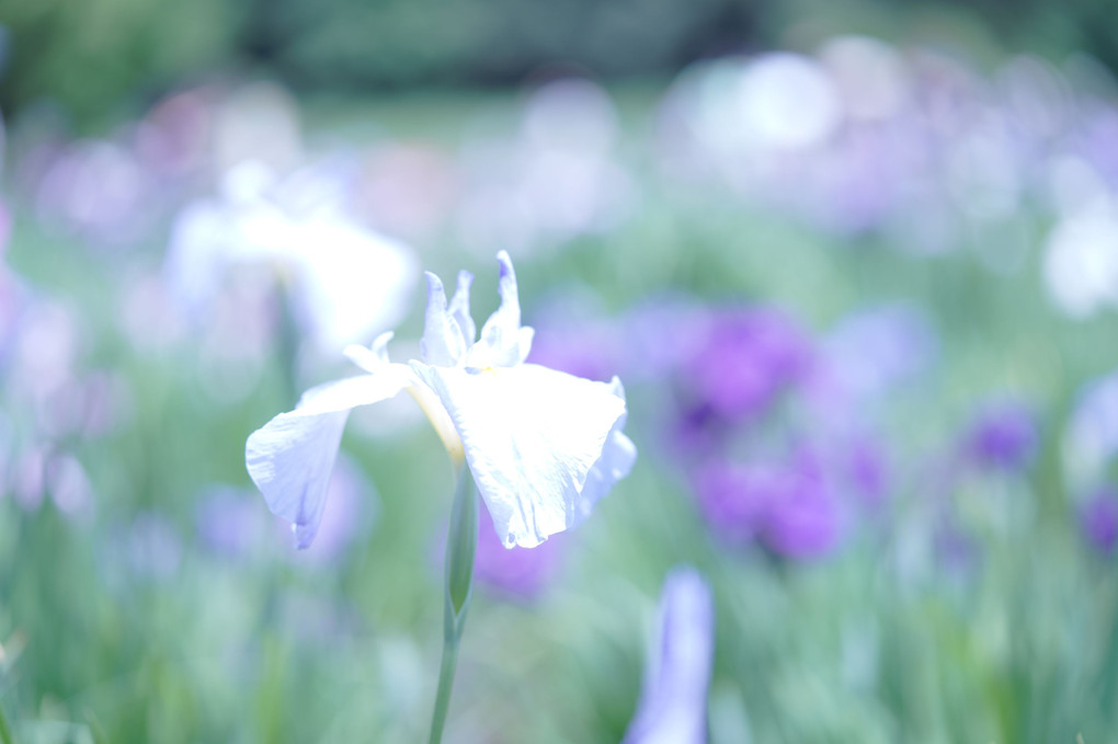 菖蒲苑@北山公園