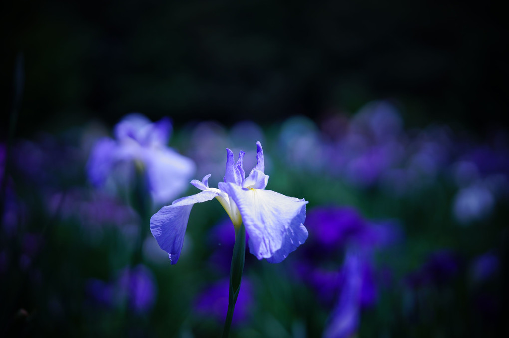 菖蒲苑@北山公園