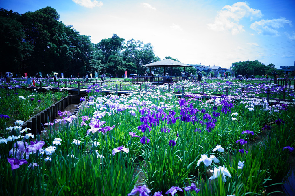 菖蒲苑@北山公園