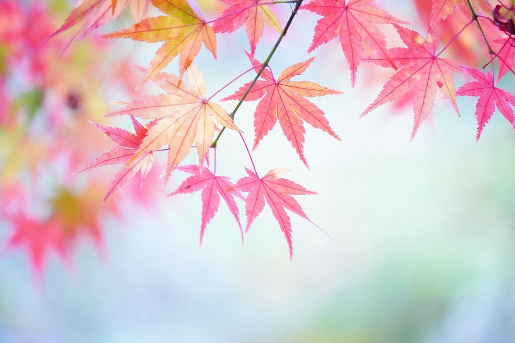 秋川渓谷の秋