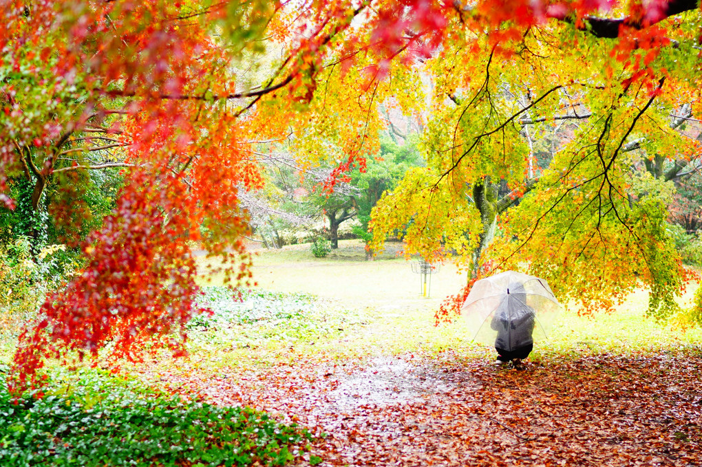 並木隆先生の紅葉撮影レッスン