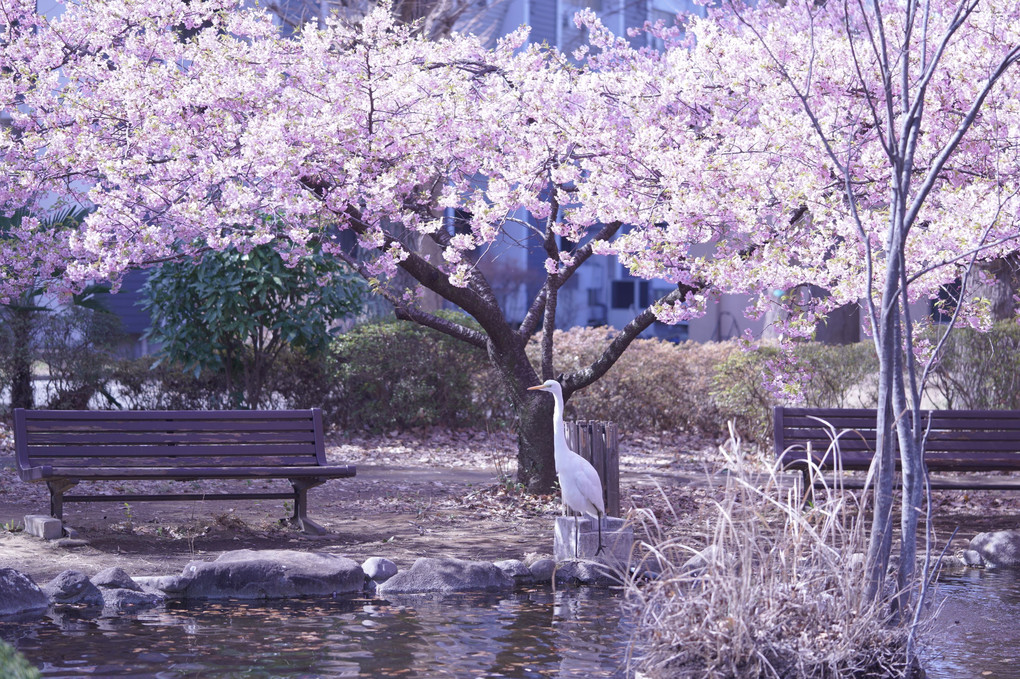 河津桜とメジロ