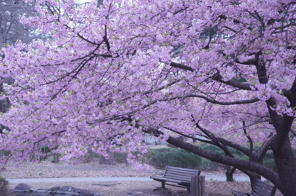 河津桜が満開でした