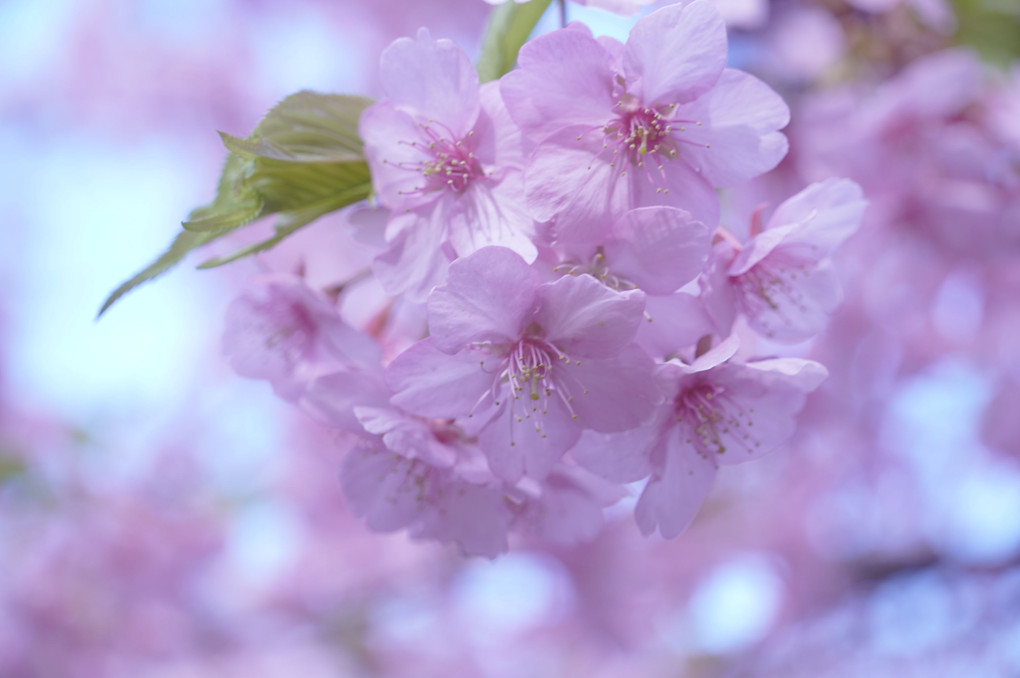 河津桜が満開でした