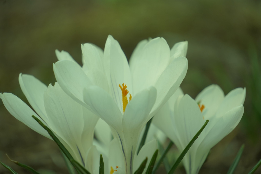 春のお花たち＠昭和記念公園