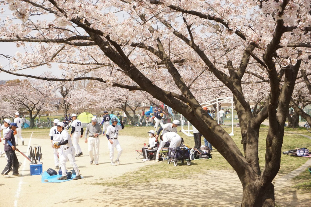 桜の下でのソフトボール