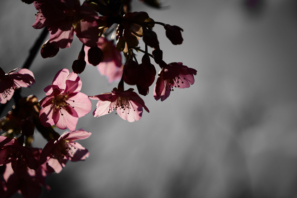 光が透ける梅の花