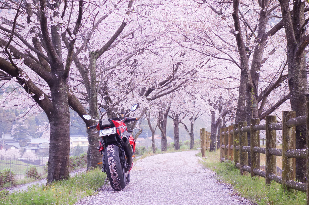 桜とバイク その2