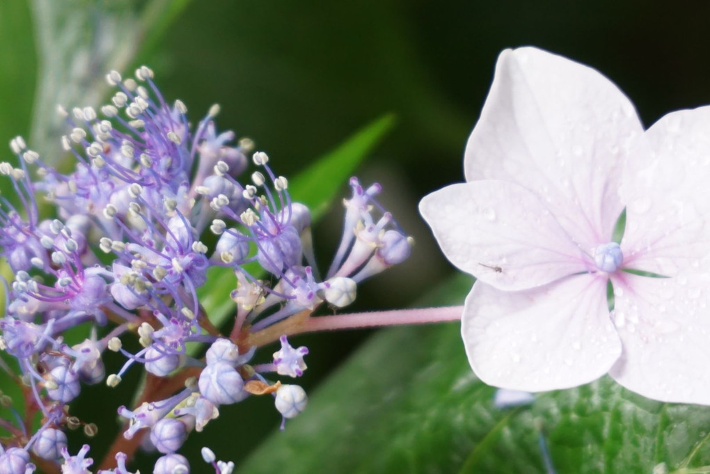 雨に濡れて...綺麗なわが家の紫陽花