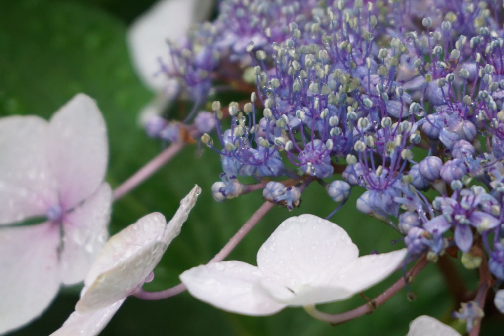 雨に濡れて...綺麗なわが家の紫陽花