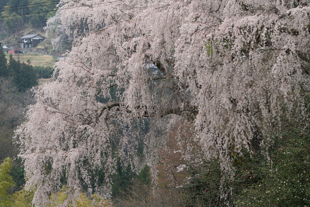 南信桜路