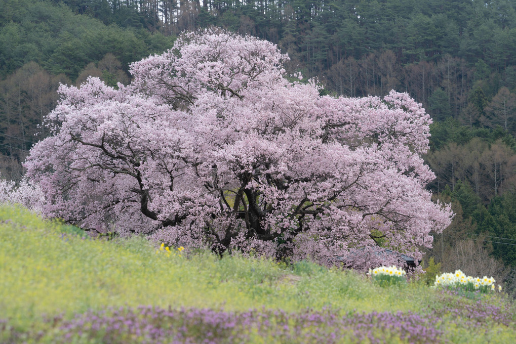 南信桜路