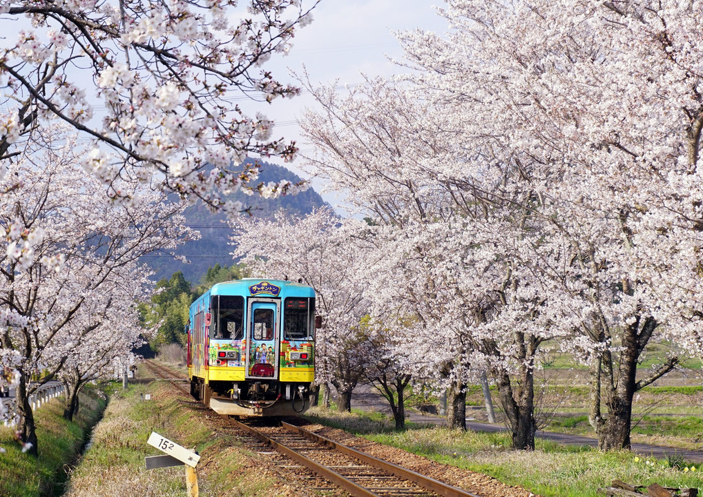 長良川鉄道の桜　2020