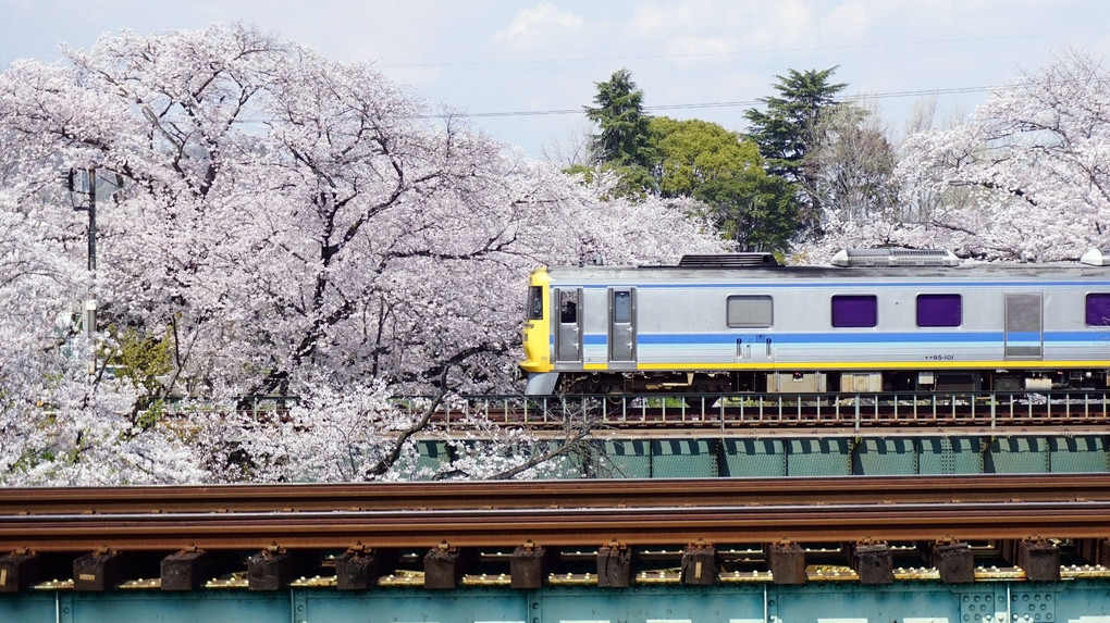 桜の中を行く