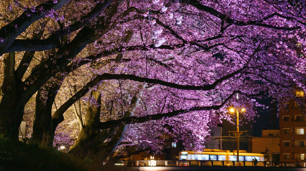 夜桜と路面電車