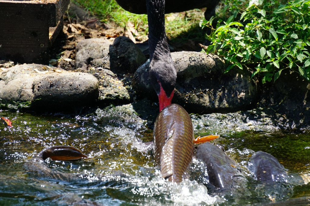 餌やり