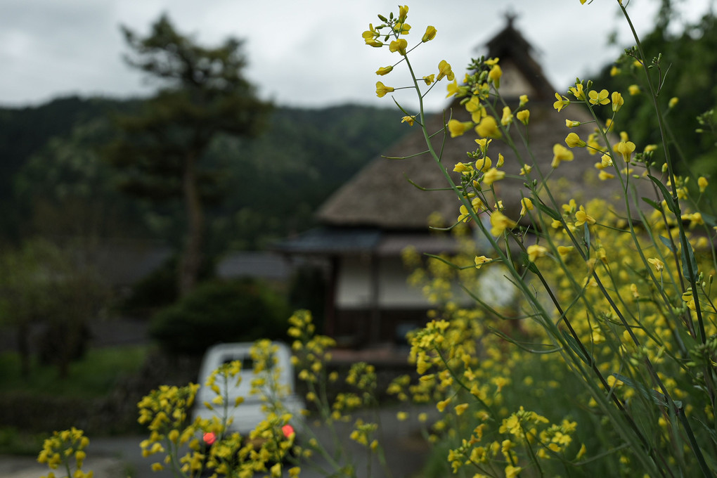 京都美山の春