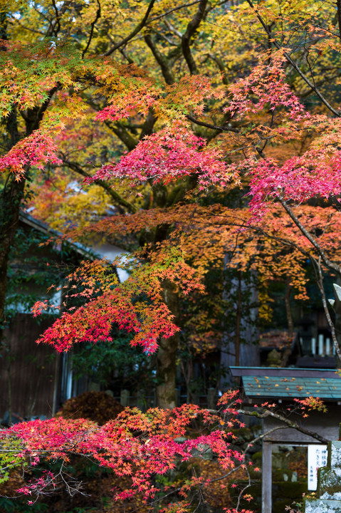 京都美山の秋