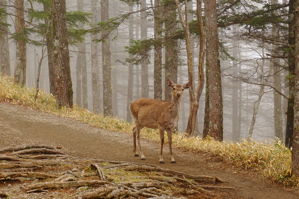 雲取山で野生の鹿さんと見つめ合う
