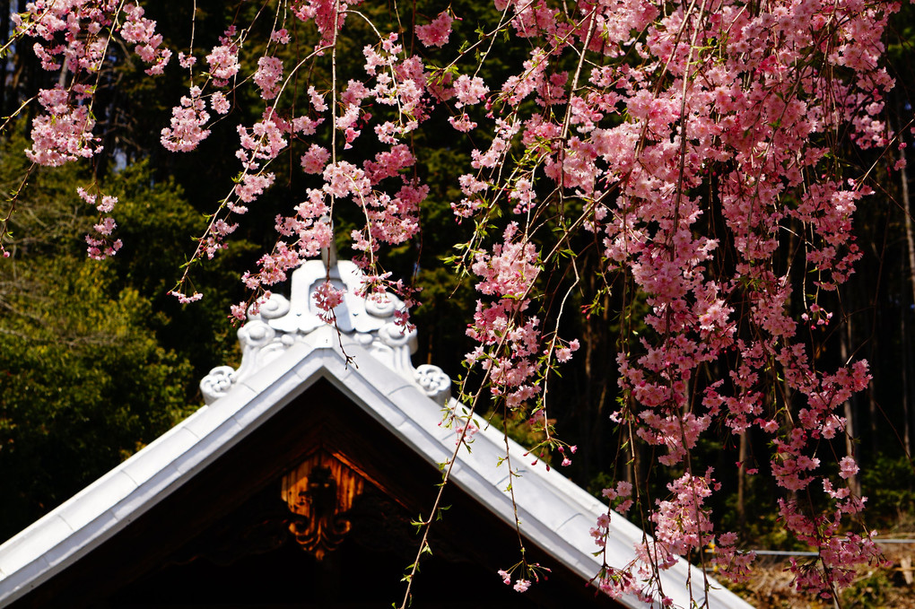 大平山神社の枝垂れ桜