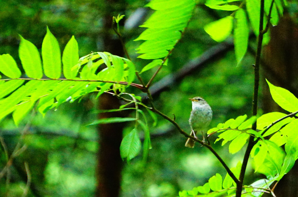 上高地～涸沢で出会った鳥さん達