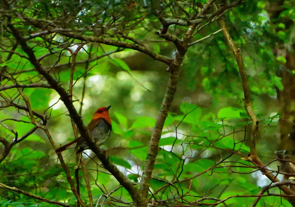 上高地～涸沢で出会った鳥さん達