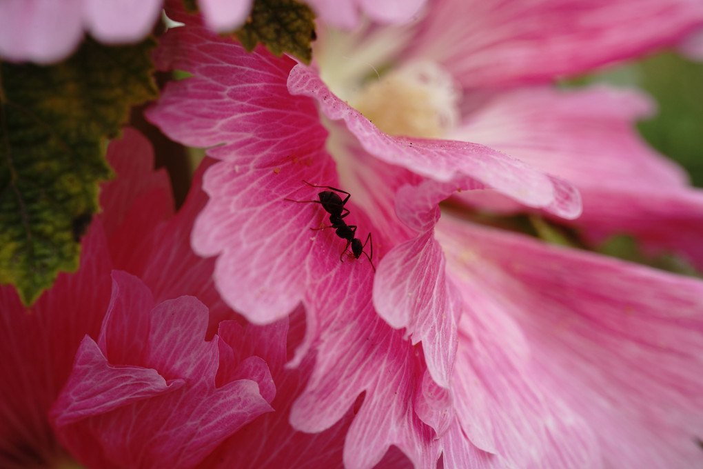花と蟻
