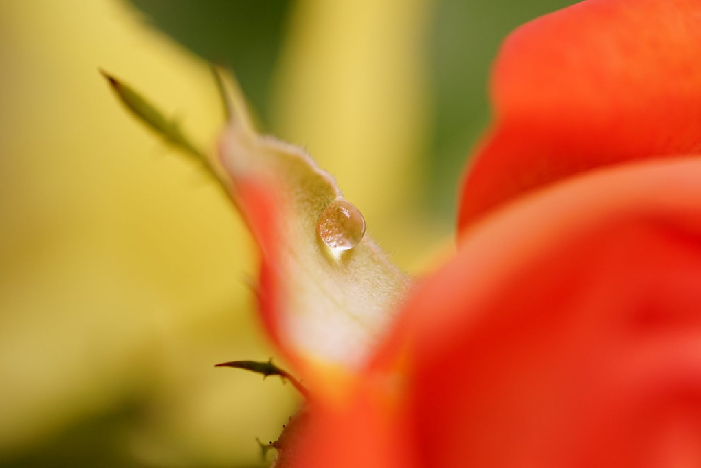 水滴とオレンジの薔薇