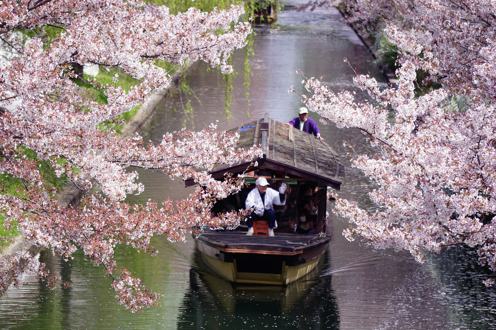 桜と三十石舟