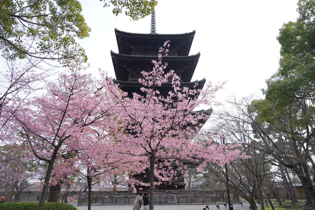 五重塔と河津桜