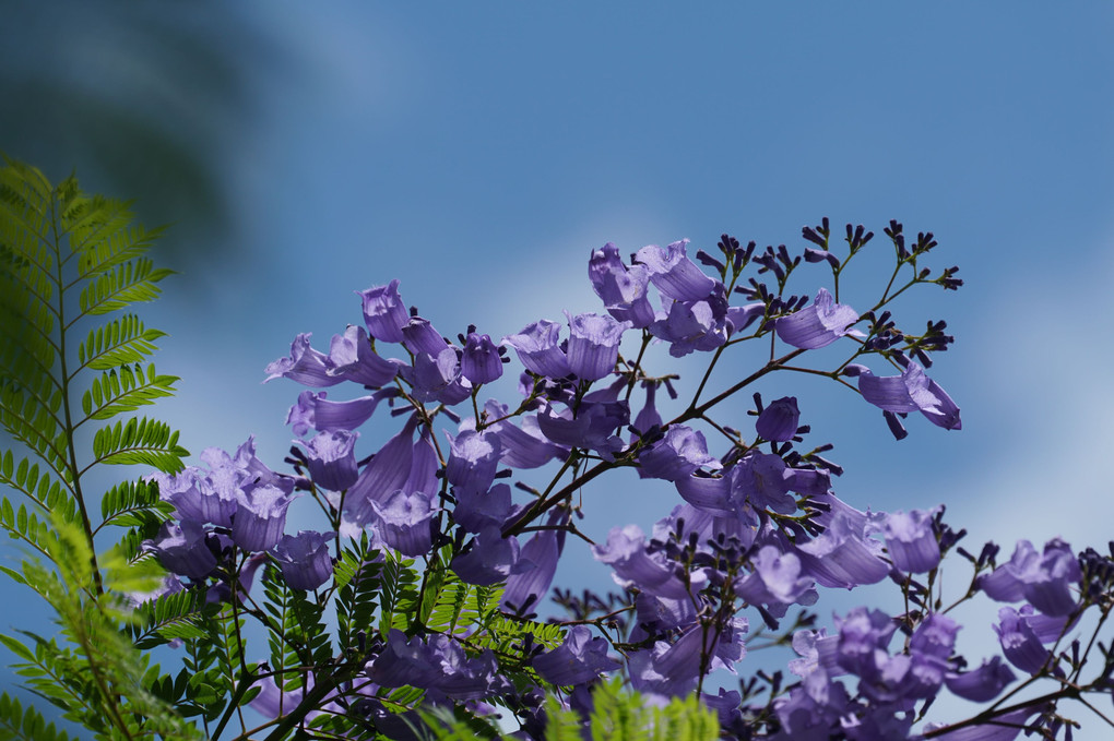 鶴見花博記念公園_07