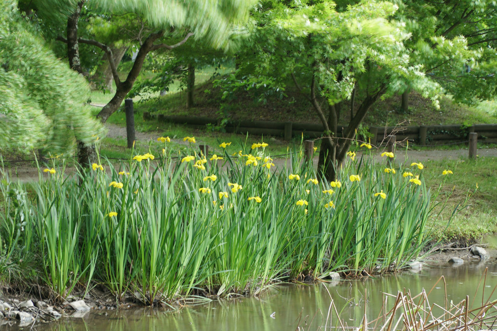 京都府立植物園（５月４日）