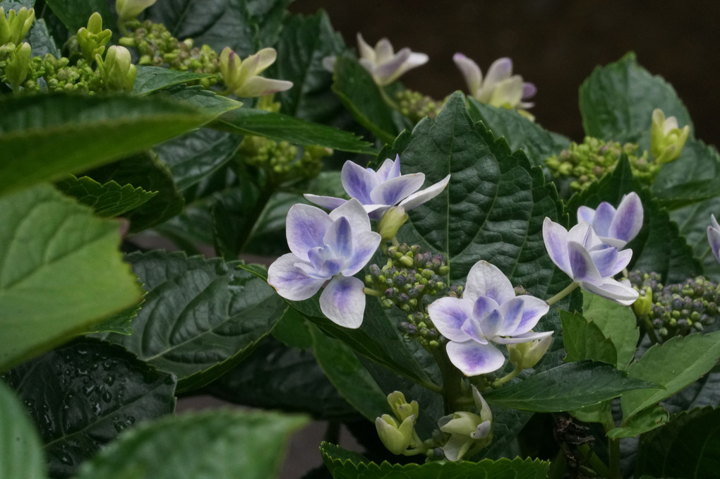 長居植物園_170611_06