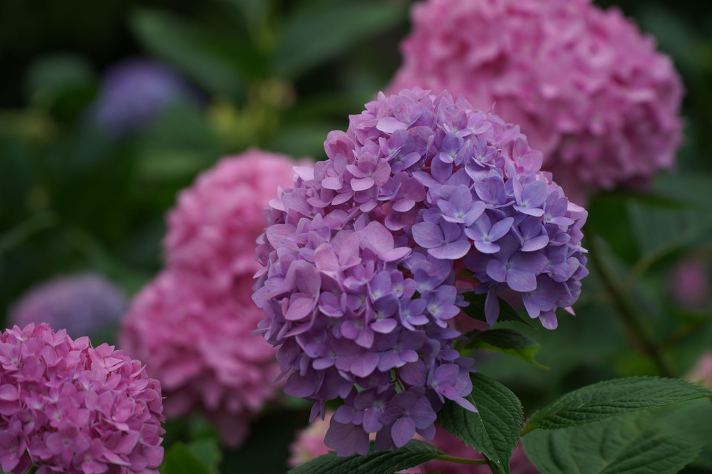 長居植物園_170611_08